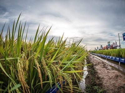 COLHEITA DO ARROZ 2017_