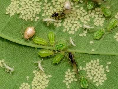 Controle biológico - Crédito: shutterstock