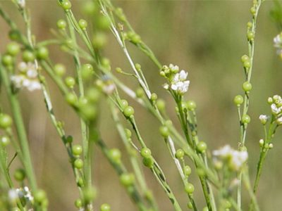 Crambe - Foto: Internet