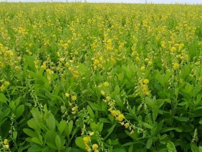 As crotalárias são alternativas para controlar os nematoides-de-galhas -Crédito: Sementes Piraí