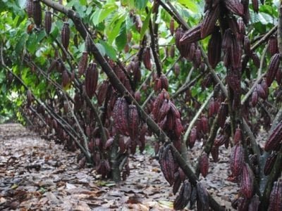 Produção de cacau, foco do Exporta Mais Brasil