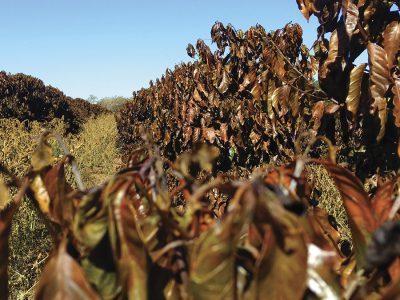 Lavoura de café - Crédito: Eberton Carvalho