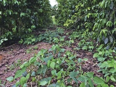 Corda-de-viola - Créditos: João Paulo Teixeira