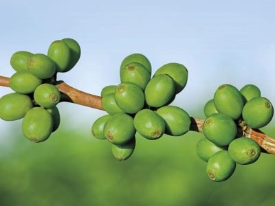 Café - Créditos: shurtterstock