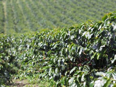 Café - Créditos: shurtterstock