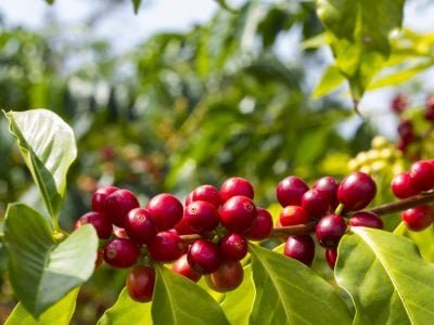 Café - Crédito:Shutterstock-Shutterstock