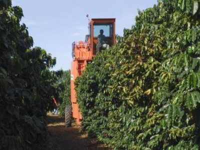 Café-150-Crédito-Shutterstock-206931610