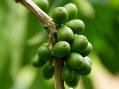 Café - Crédito: shutterstock