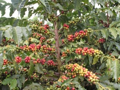 Cooxupé realiza exportação histórica: 80 mil sacas de café em um dia