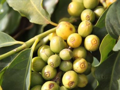 Café-197-Crédito-Luize-Hess