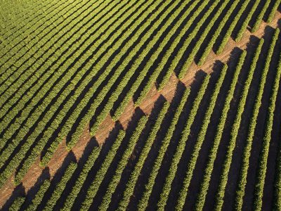 Café - Crédito: shurtterstock