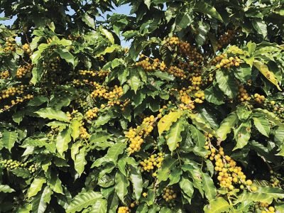 Café - Crédito: Fazenda Sete Irmãos