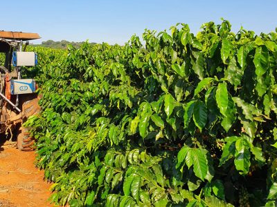 Café - Foto: Divulgação