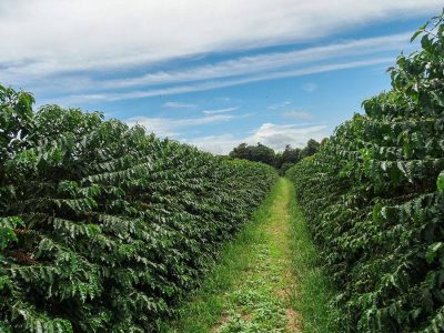 Café - Crédito: shurtterstock