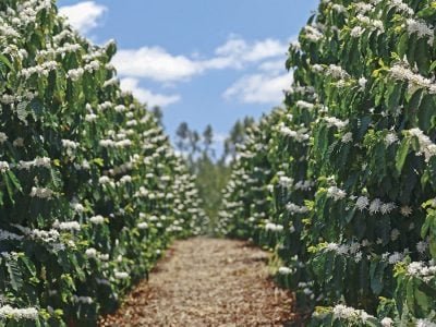 Café - Fotos: Shutterstock