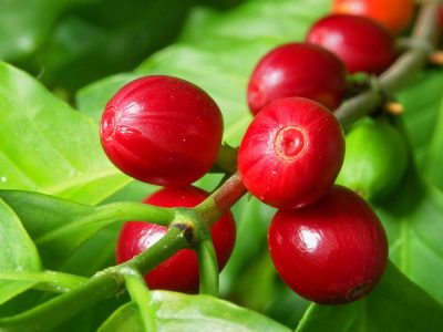 Café - crédito: Shutterstock