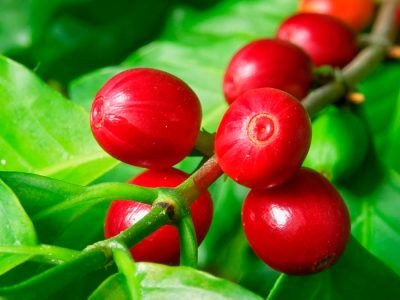 Café - crédito: Shutterstock