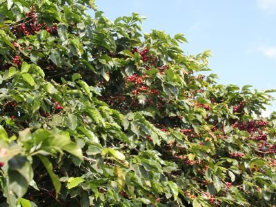 Yara abre inscrições para Concurso NossoCafé 2019