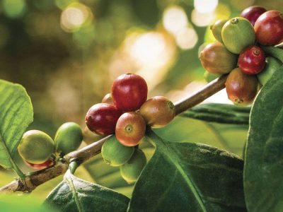 Café - Crédito: shurtterstock