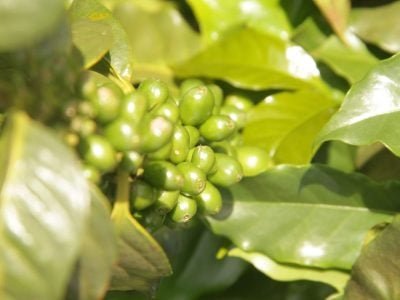 Região sudeste ocupa maior produção de café arábica