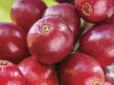 Café - Crédito: Shutterstock