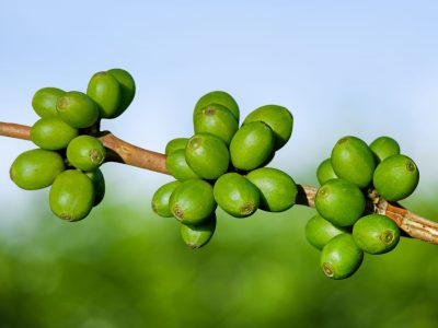 Café - Crédito: Shutterstock