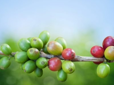 Café- Crédito: shutterstock