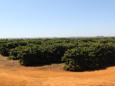 Café - Crédito Adrielle Teodoro (13)