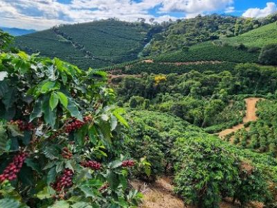 Cafe-Diego-Vargas-Telefone