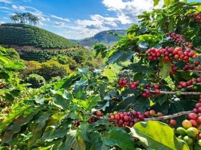 Café  / Diego Vargas