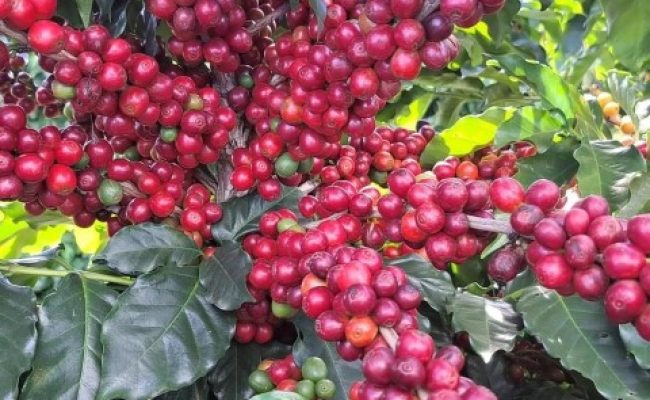 Café - Crédito: Fernanda Duarte