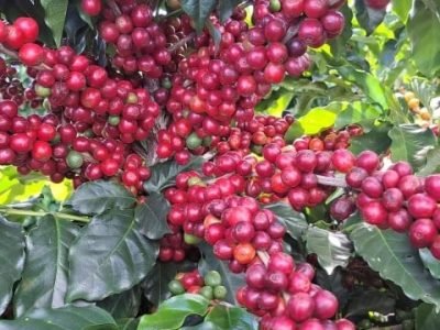 Café - Crédito: Fernanda Duarte