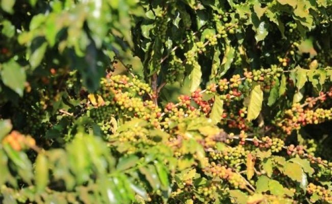 Sacas de café prontos para exportação em porto brasileiro