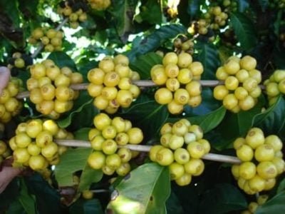 Benefícios do silício no cafeeiro - Crédito Marcelo Linhares