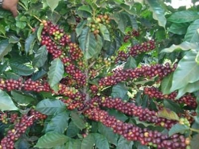 Crédito Marcelo Linhares