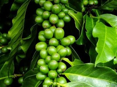 Café frutificação