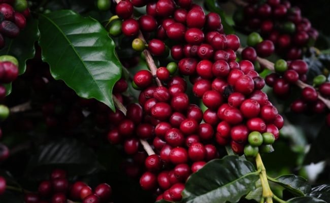 Café-no-pé-1024x681