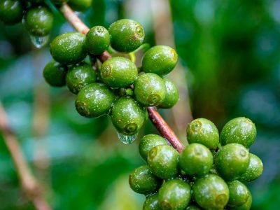 Café - Crédito: Shutterstock