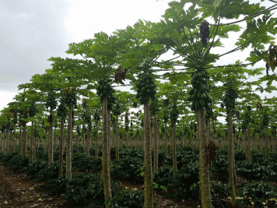 Cafeeiros conilon consorciados com mamoeiros. Jacupemba - ES