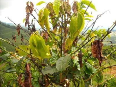 Cafeicultor pode usar inseticida para broca - Crédito Jose Braz Matiello