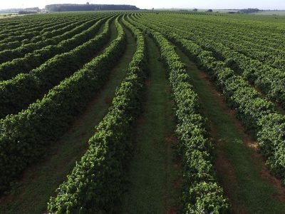 Cafezal -  Foto: Divulgação