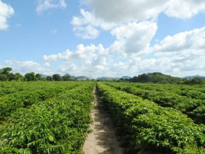 Cafezal conilon - Créditos: Divulgação Ubyfol