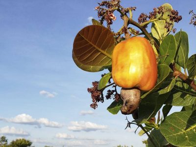 Caju - Foto: Embrapa