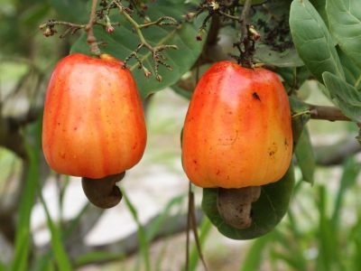 Caju - Crédito: Cláudio Noroes