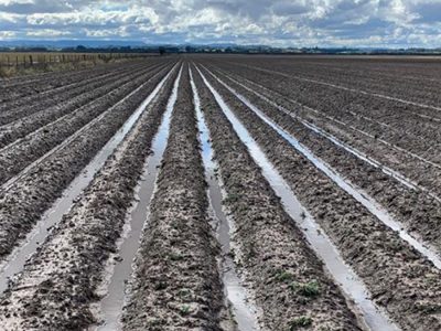 Campo - Créditos: Embrapa Clima Temperado