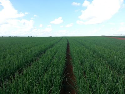 Campo-Cebola-Crédito-Luciano-Brito-08-2019