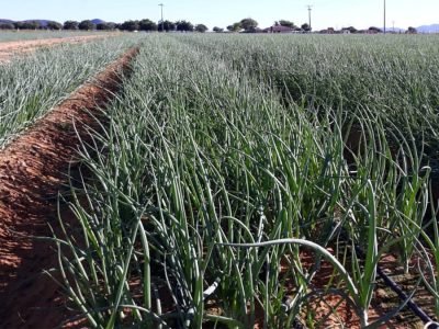 Campo de cebola híbrida - Celebra Agristar do Brasil