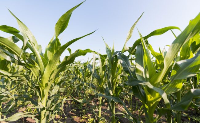 Mercado de defensivos agrícolas no Brasil deve encerrar o ciclo de 2025 com expansão da área PAT