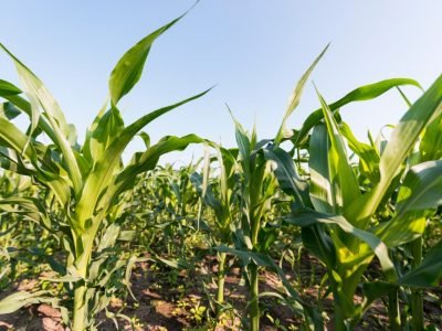 Mercado de defensivos agrícolas no Brasil deve encerrar o ciclo de 2025 com expansão da área PAT