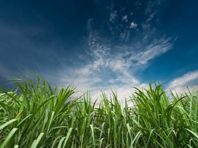 Cana - Crédito: Shutterstock